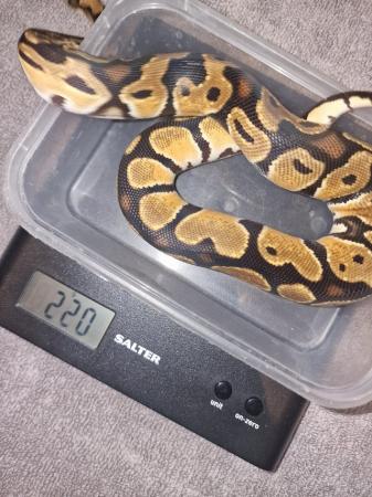 Image 5 of Ball pythons, Two cb23 females