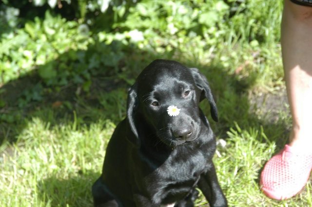 Image 28 of Quality KC Registered Health Tested Parents Labrador Puppies
