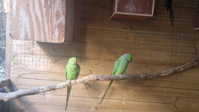 Preview of the first image of Breeding pair of indian ringnecks.