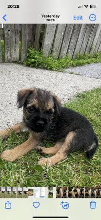 Image 2 of KC registered Border Terrier puppies