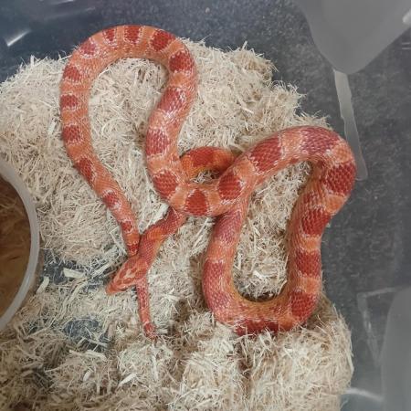 Image 3 of 11 months old corn snake for sale