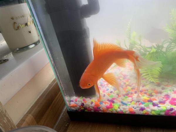 Image 2 of Goldfish for sale £5 Oldham