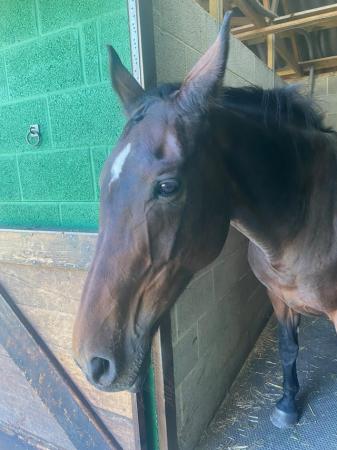 Image 2 of Wanted 15.2~16hh safe hack experienced kind home