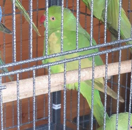 Image 2 of Beautiful Ringneck Indian Parrots 6 month old babies