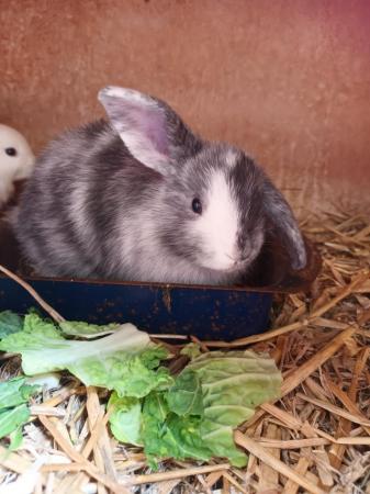 Image 3 of 8wks old gorgeous Mini lops £30 each or two for £55