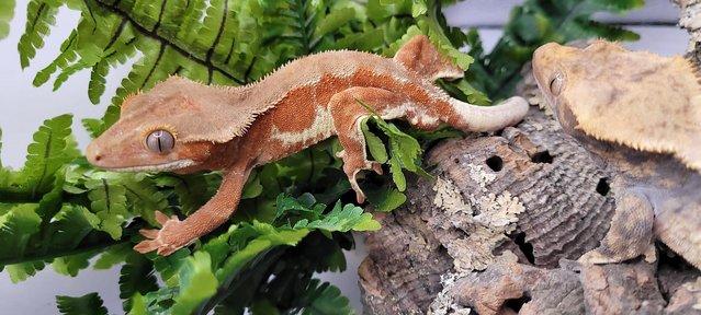 Image 2 of Stunning Proven Crested Gecko Red Phantom Lilly White Male