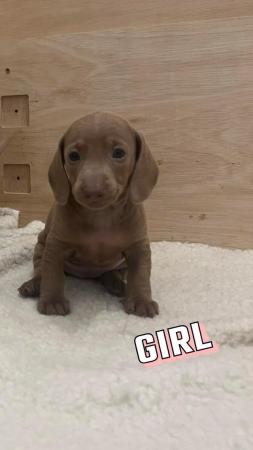 Image 3 of Dachshund puppies for sale