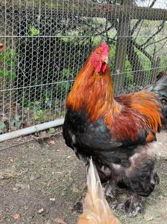 Image 2 of Brahma large breed Roosters Essex
