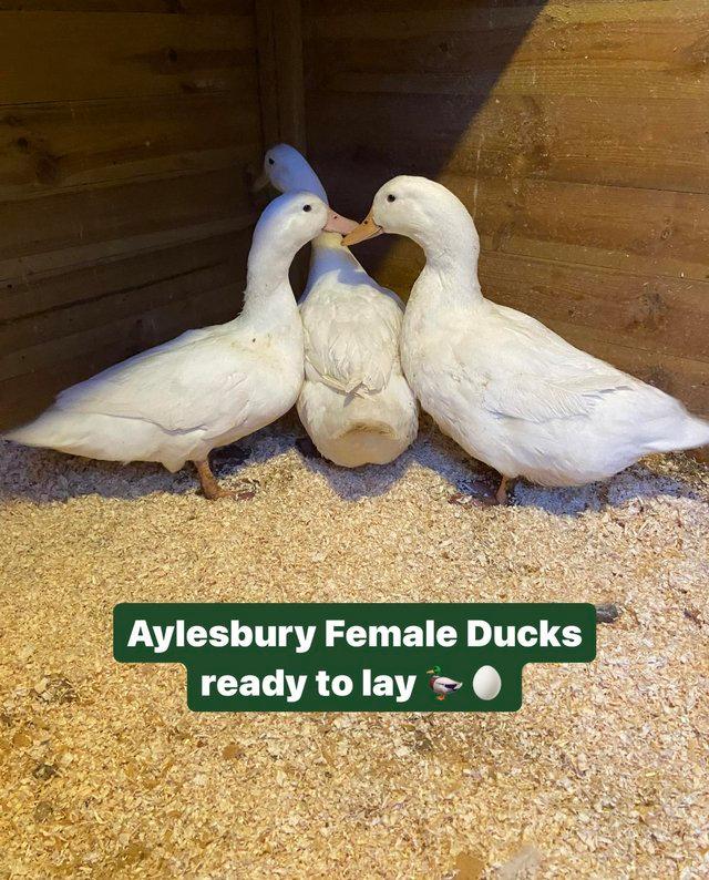Preview of the first image of Ready to lay Female Aylesbury Ducks.