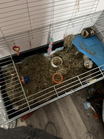 Image 5 of 2 male 1 year old guinea pigs