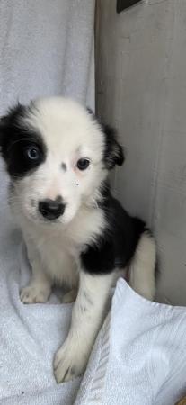 Image 3 of Beautiful Border collies puppies