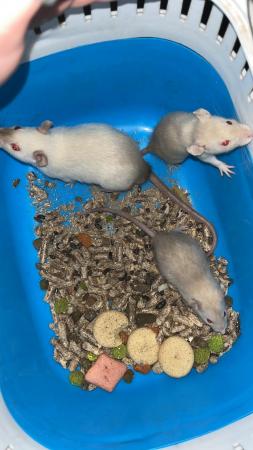 Image 3 of Young fancy rats Preston