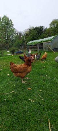 Image 2 of Point of lay British Blacktail brown hens for sale