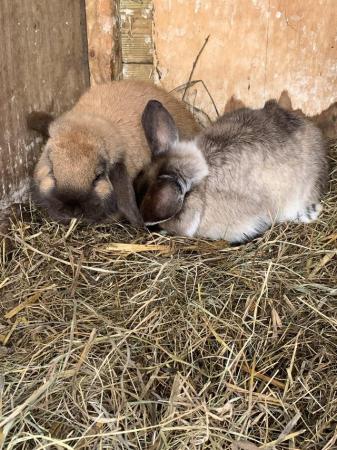Image 5 of 2 mini lop rabbits for sale. 1 martin 1 sooty fawn