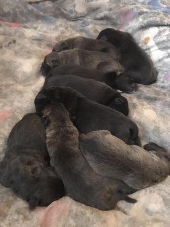 Image 7 of Beautiful litter of chunky cane corso pups ??
