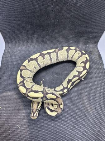 Image 11 of Royal pythons from £60 upto £250