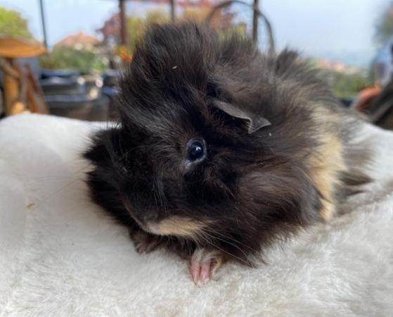 Image 28 of Beautiful long haired very friendly  baby boy guinea pigs