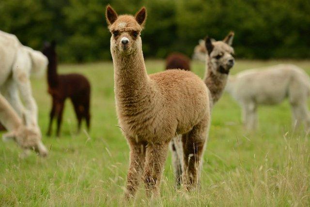 Image 7 of Beautiful Quality Alpacas for Sale