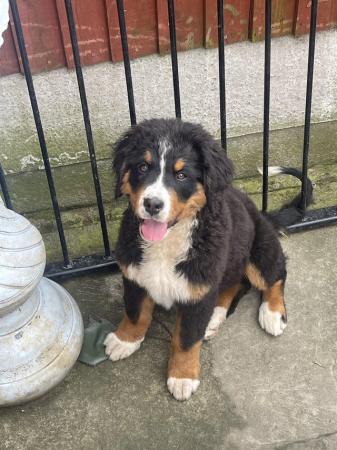 Image 2 of Quality BMD puppy from very good parents