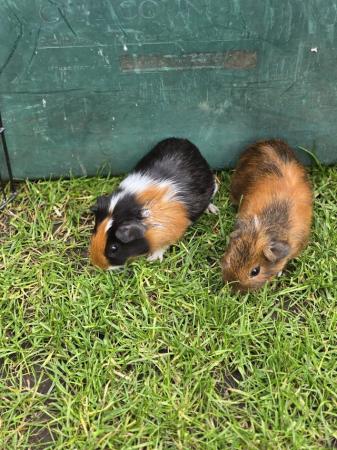 Image 5 of 11 week old male Guinea pigs