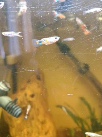 Image 5 of FREE guppies need gone ASAP!