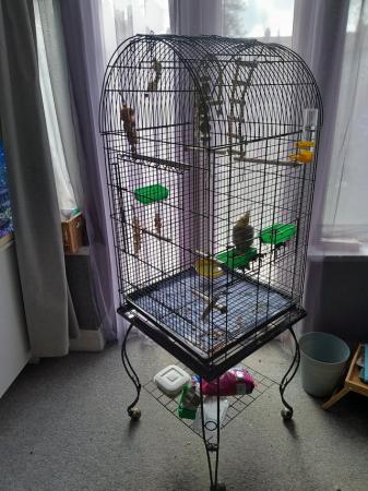 Image 5 of 9 month old cockatiel with cage and accessories.