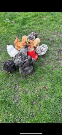 Image 2 of USA/BEARDED silkie hatching eggs?? and chicks?? available