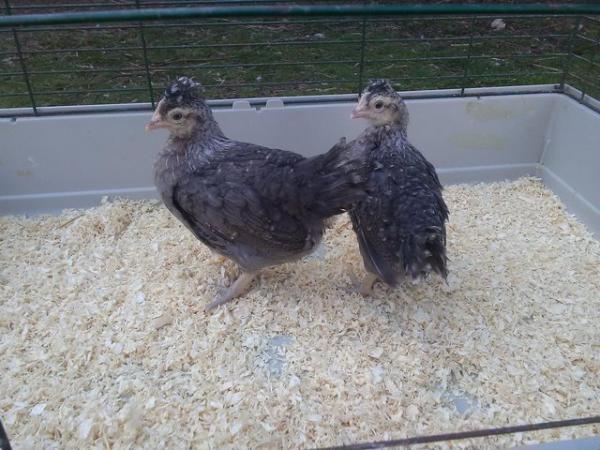 Image 2 of 2 female Pure Bred Creme Legbars Chicks 7 weeks old