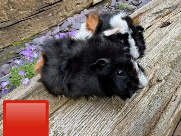 Image 2 of Guinea pigs male and female for sale. Sheffield.