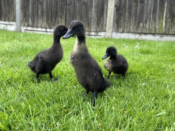 Image 1 of Female pure breed ducklings (Cayuga, runner, welsh harlequin