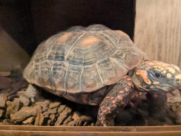 Image 5 of Two redfoot tortoises forsale