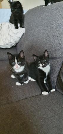 Image 1 of 7 kittens, why don't people want black cats?