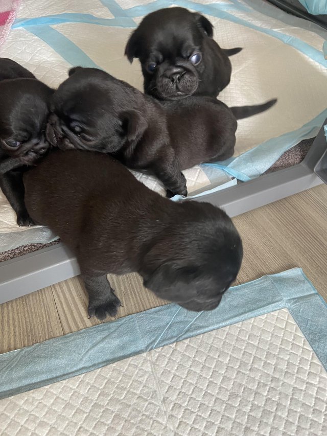 Preview of the first image of KC reg black pug puppies..