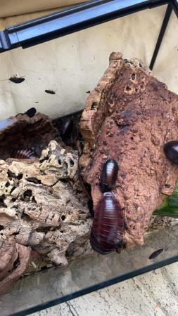 Image 2 of hissing cockroaches all sizes 8 adults