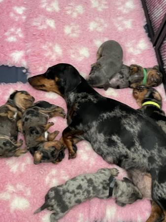 Image 2 of 6 beautiful Dachshund puppies , dapples and Isabella