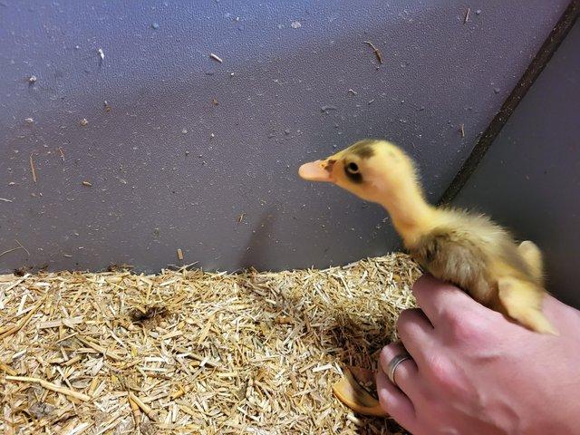 Preview of the first image of 3 week old runner ducklings.