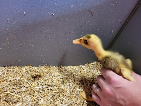 Image 1 of 3 week old runner ducklings