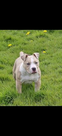 Image 2 of 6 month old male pocket bully