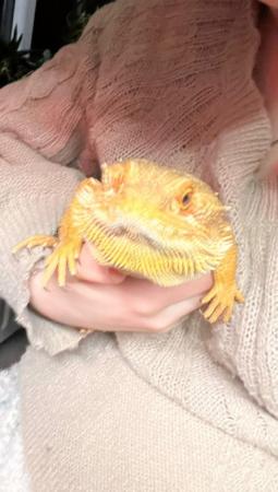 Image 4 of Bearded dragon (male) with complete enclosure/kit
