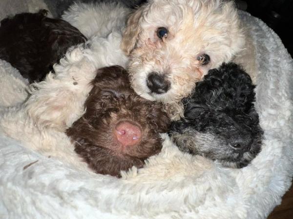 Image 7 of Toy poodle puppies ready for forever homes
