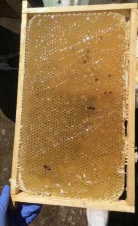 Image 10 of Local Natural Honey 1.5kg for sale