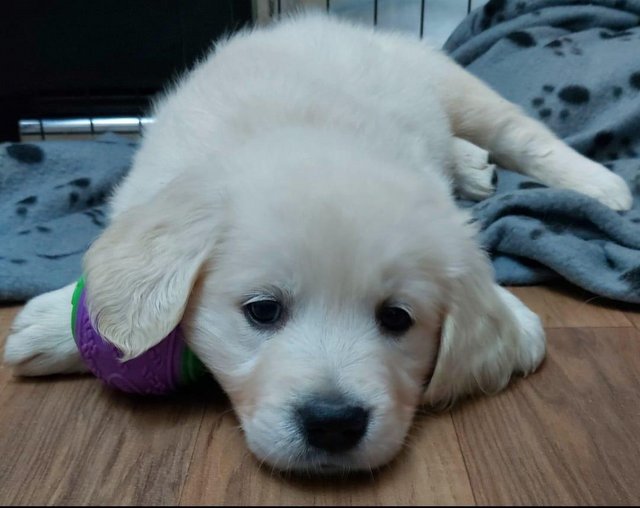 Preview of the first image of Stunning Golden retriever puppies, beautiful temperament.
