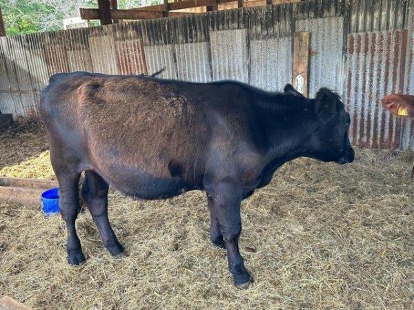 Image 8 of Wagyu x Aberdeen Angus Steer Available