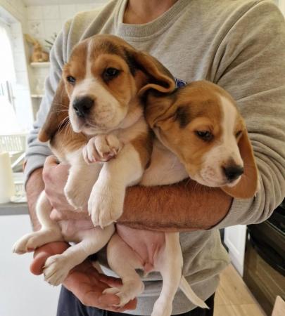 Image 10 of Adorable beagle puppy - ready for a new home