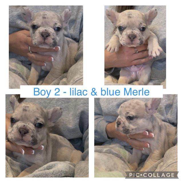 Preview of the first image of Frenchbulldog pups ready to leave 13th feb.