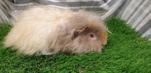 Image 1 of Lovely Bonded Male Guinea Pigs Various Breeds