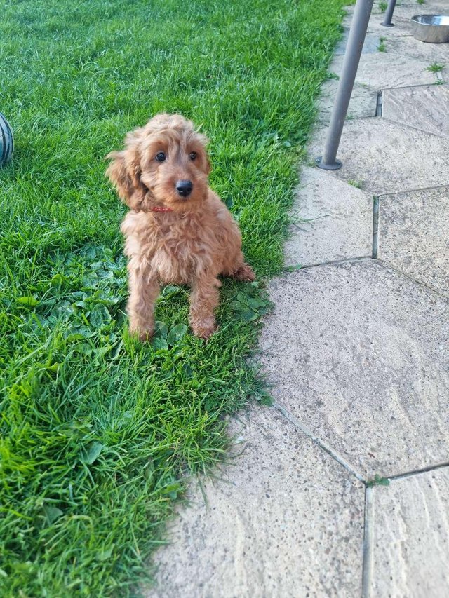 Preview of the first image of Last Cockapoo Puppy - Ready to leave.