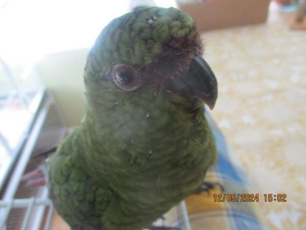 Image 4 of 2 x Austel conures. very tame