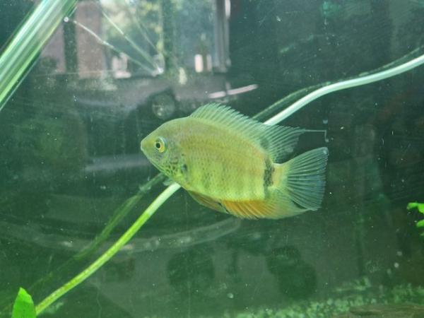 Image 2 of Green Neck SEVERUM Fish