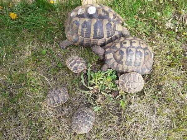 Image 4 of BABY HERMANNS TORTOISE FOR SALE
